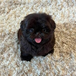 Adopt Luna – 14 Weeks Old Shih Tzu