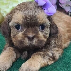 Meet Your Perfect Companion