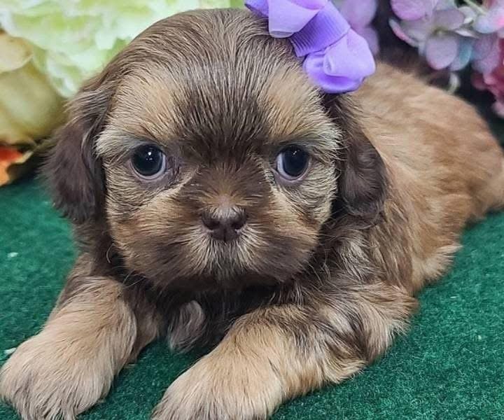 Meet Your Perfect Companion