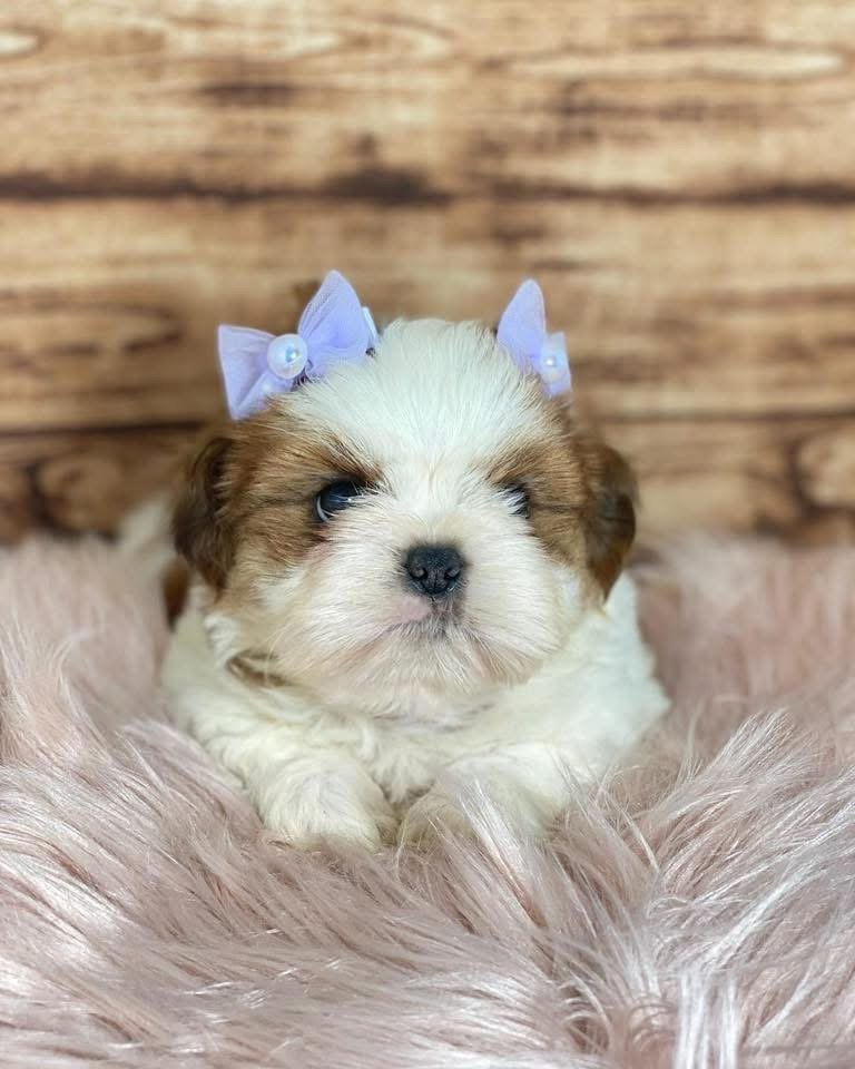 Adorable Shih Tzu Puppy for Sale - Image 2