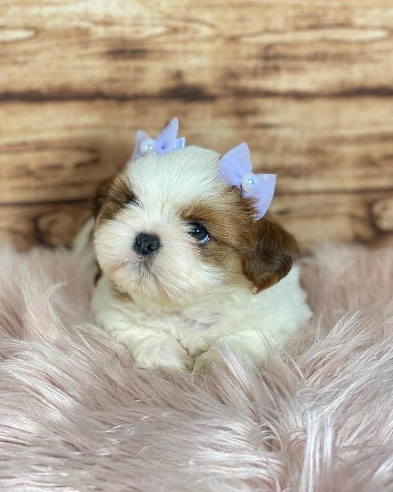 Adorable Shih Tzu Puppy for Sale - Image 4