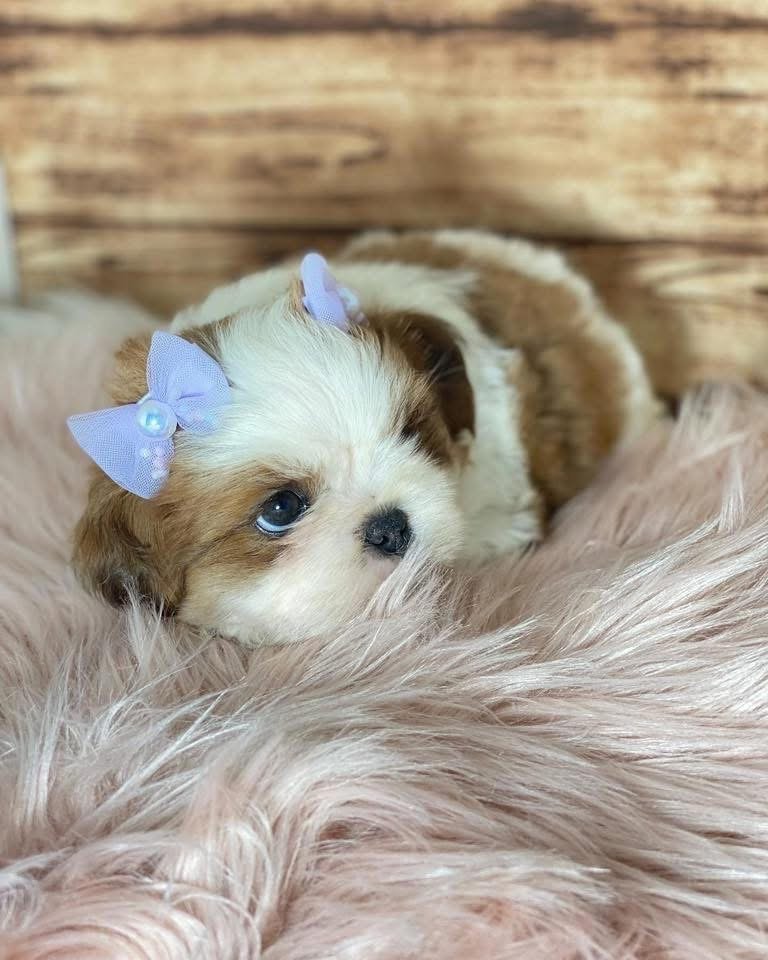 Adorable Shih Tzu Puppy for Sale - Image 5