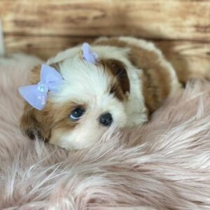 Adorable Shih Tzu Puppy for Sale
