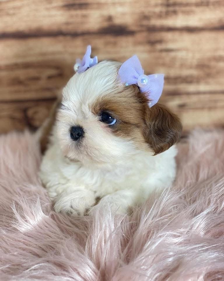 Adorable Shih Tzu Puppy for Sale - Image 7