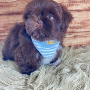 Adorable 14-Week-Old Puppy Ready for Her Forever Home