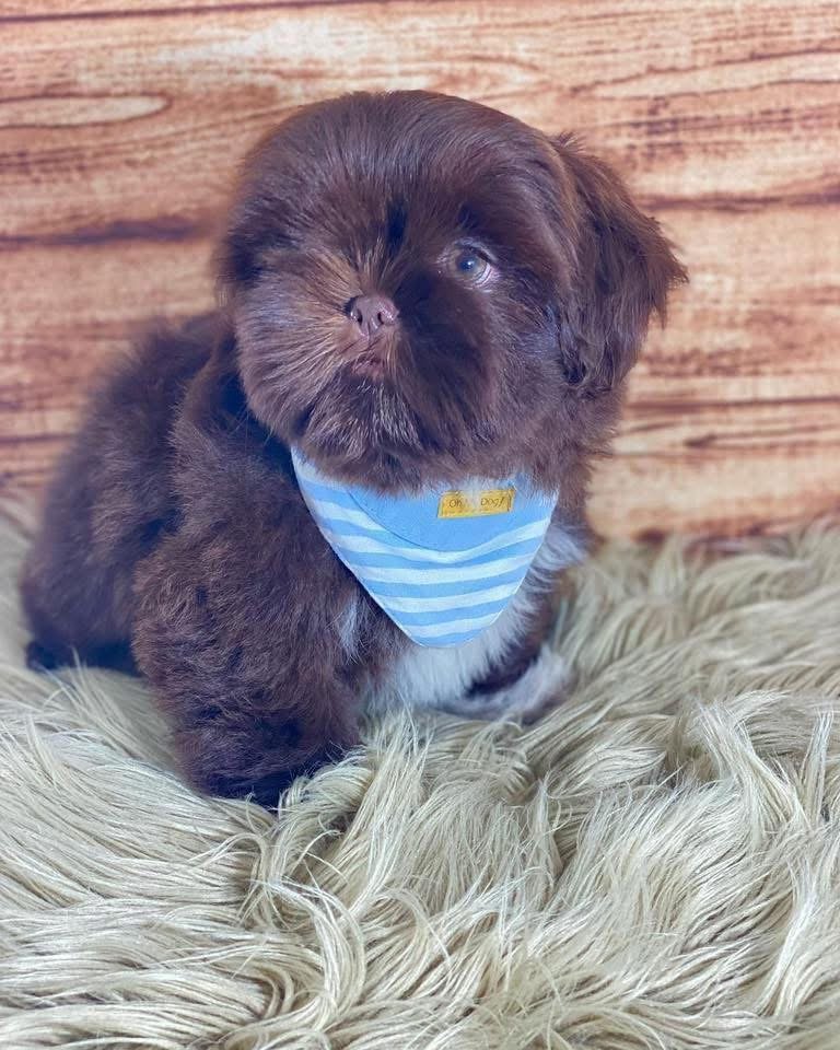 Adorable 14-Week-Old Puppy Ready for Her Forever Home