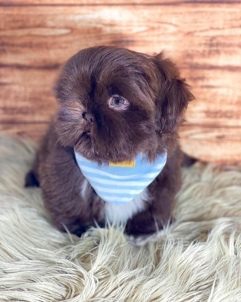 Adorable 14-Week-Old Puppy Ready for Her Forever Home - Image 3