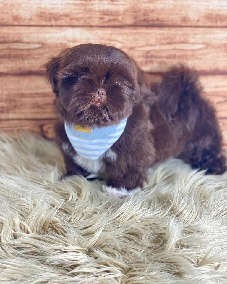 Adorable 14-Week-Old Puppy Ready for Her Forever Home - Image 4
