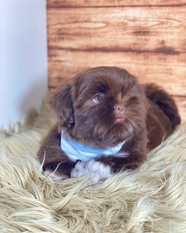 Adorable 14-Week-Old Puppy Ready for Her Forever Home - Image 5