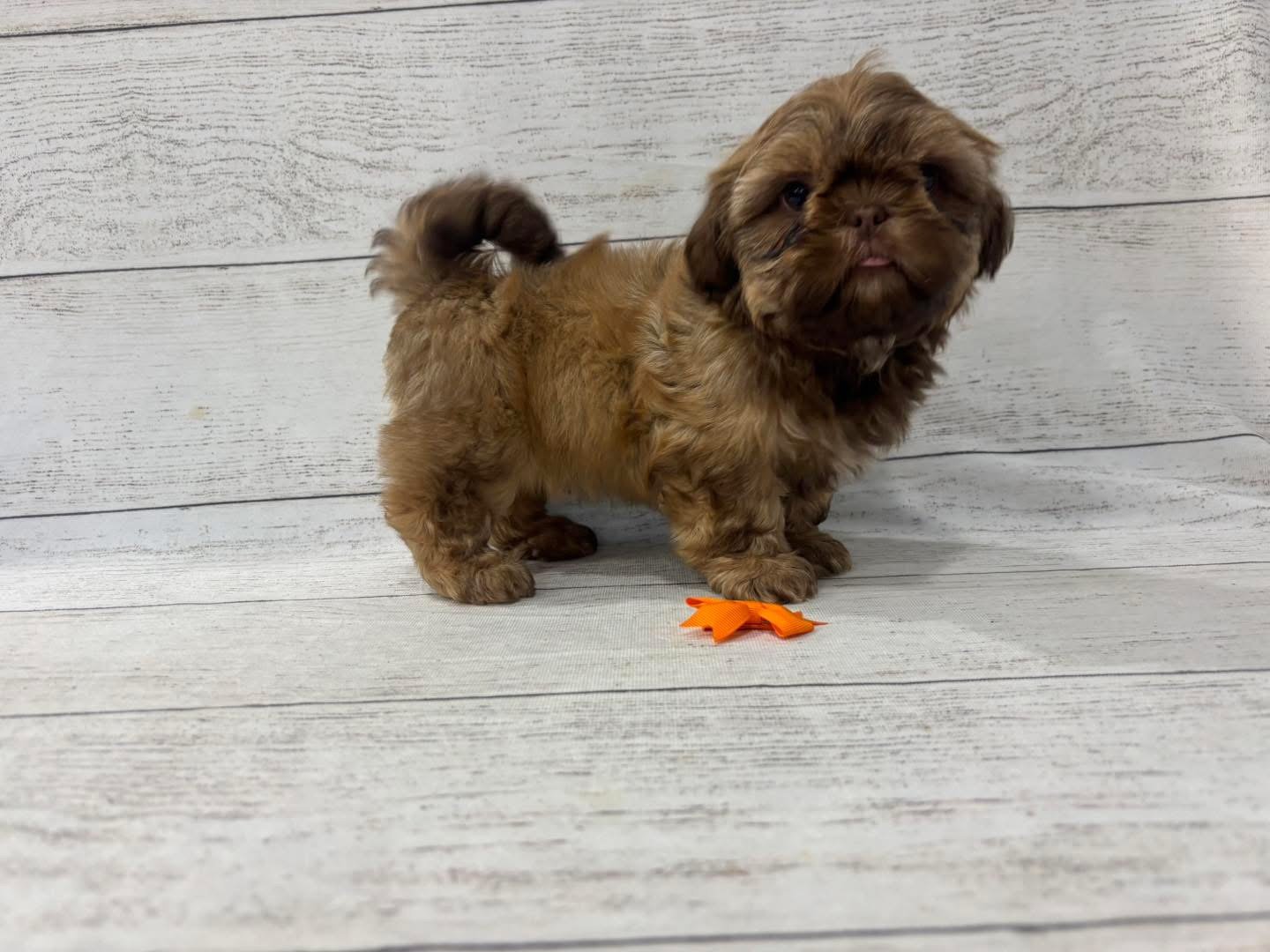 Adopt a Brown Shih Tzu Puppy - Image 4
