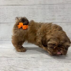 Adopt a Brown Shih Tzu Puppy