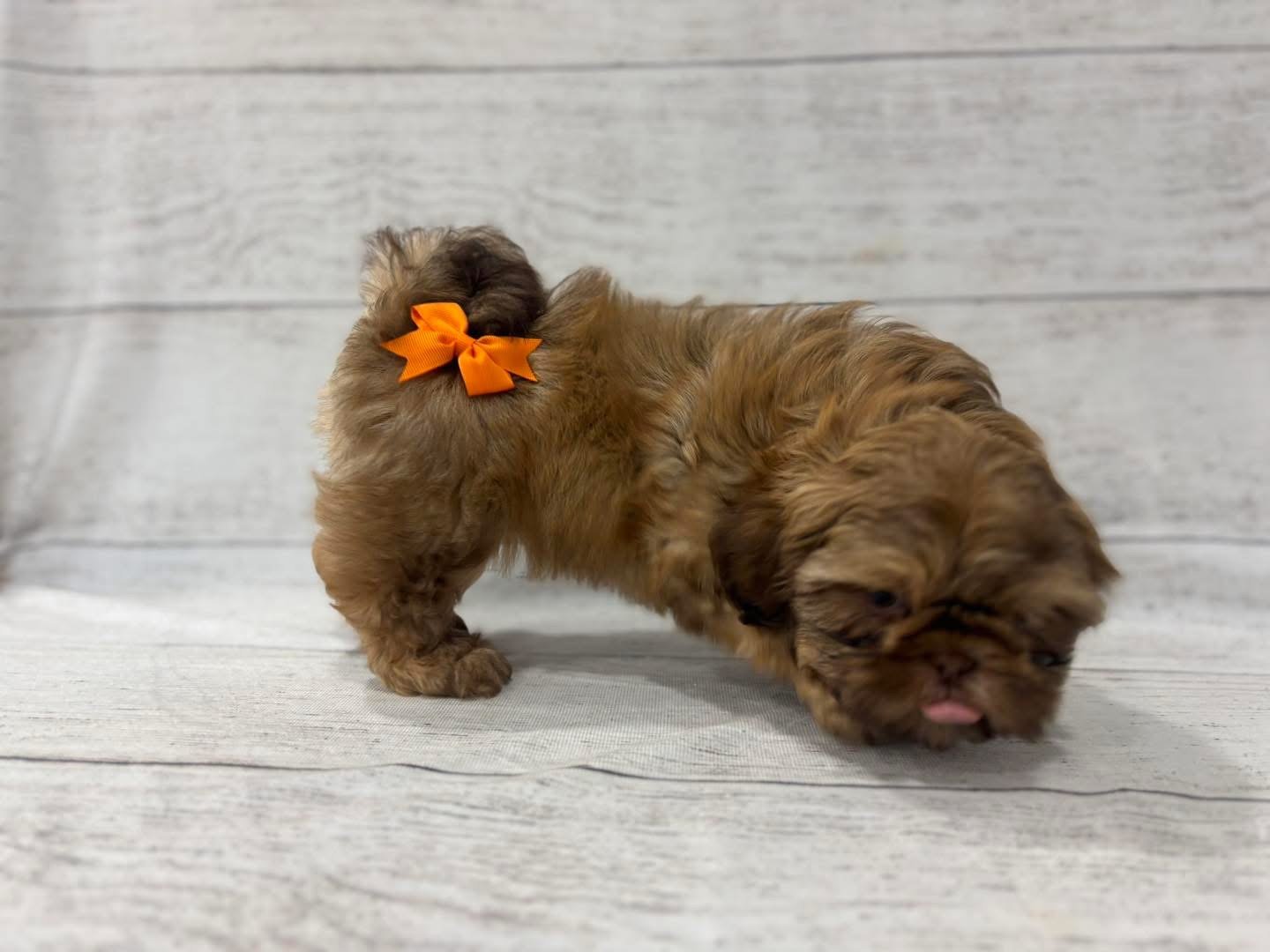 Adopt a Brown Shih Tzu Puppy