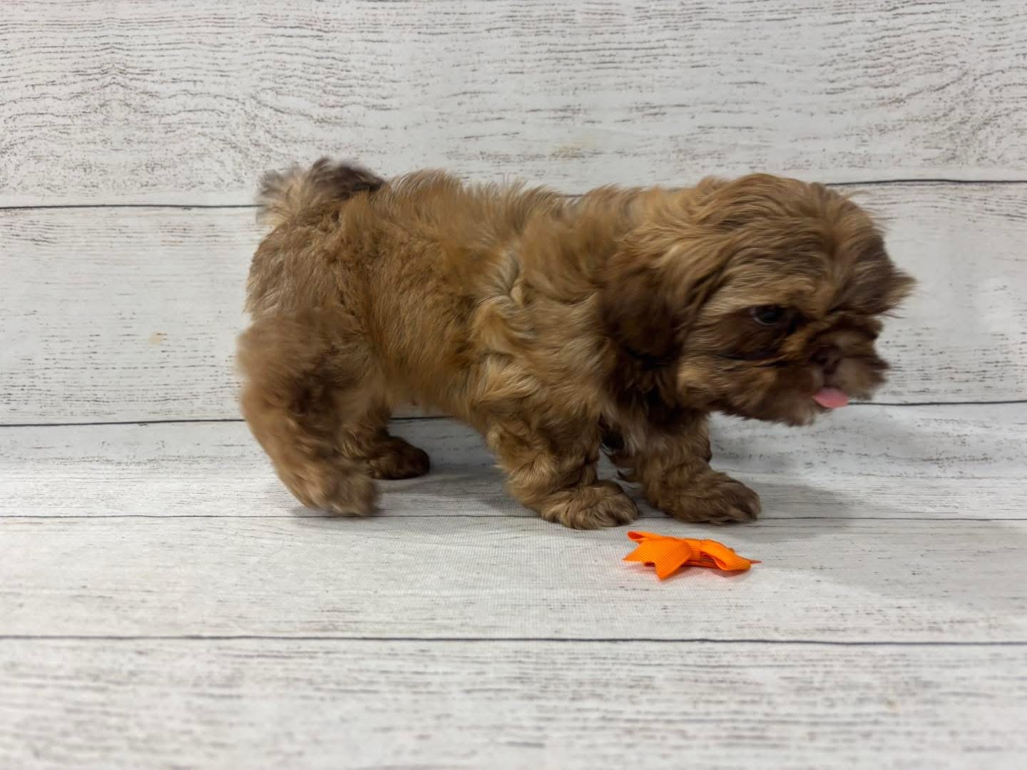 Adopt a Brown Shih Tzu Puppy - Image 2