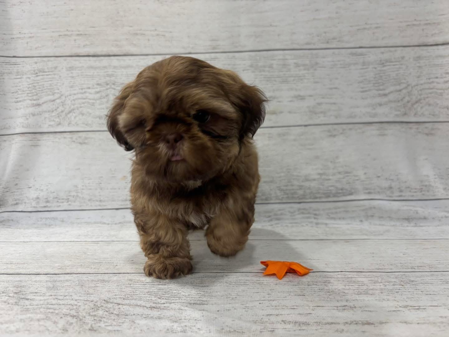 Adopt a Brown Shih Tzu Puppy - Image 5