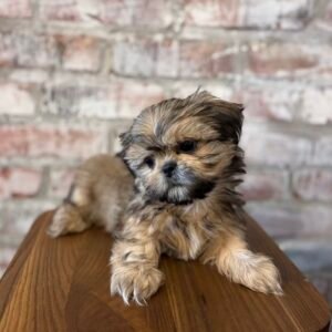 Shih Tzu – The Perfect Companion