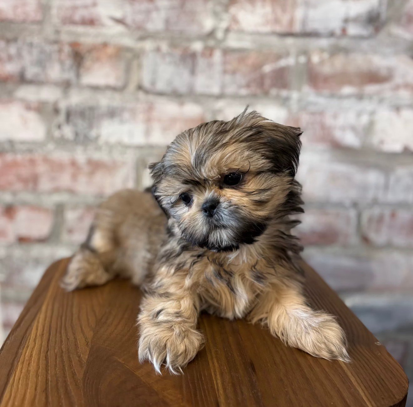 Shih Tzu – The Perfect Companion