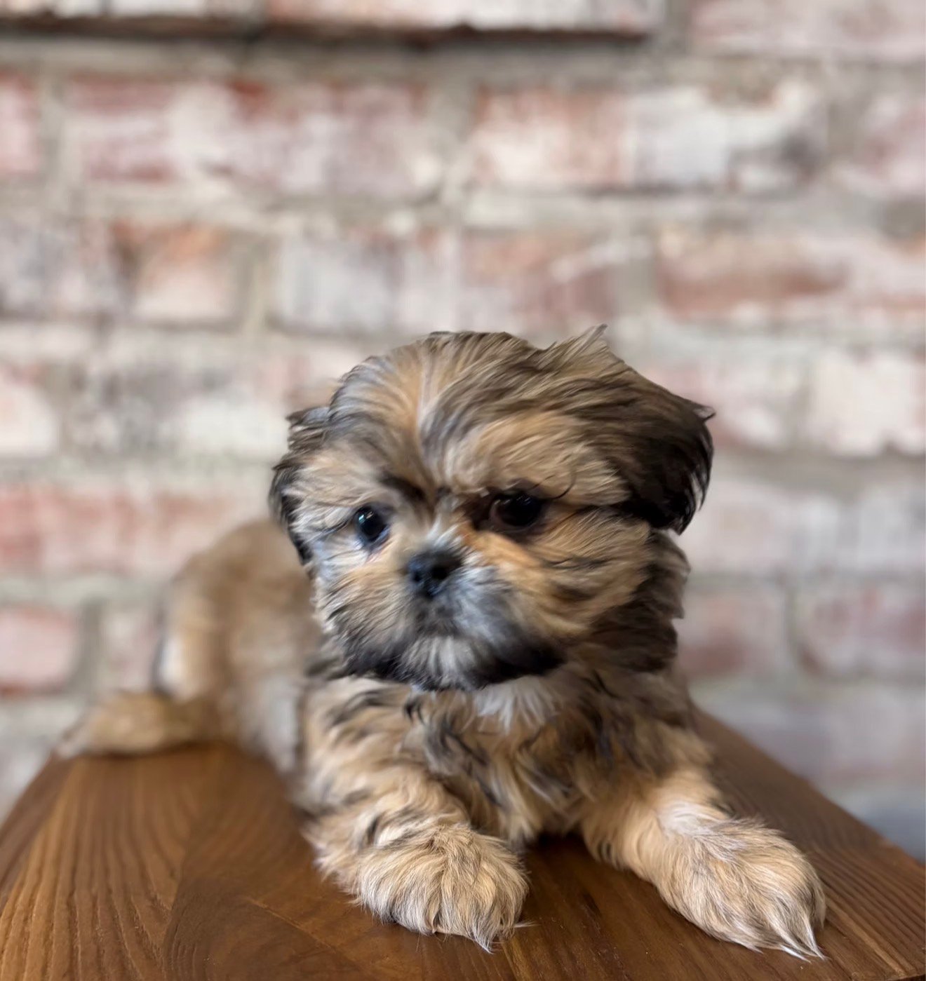 Shih Tzu – The Perfect Companion - Image 2
