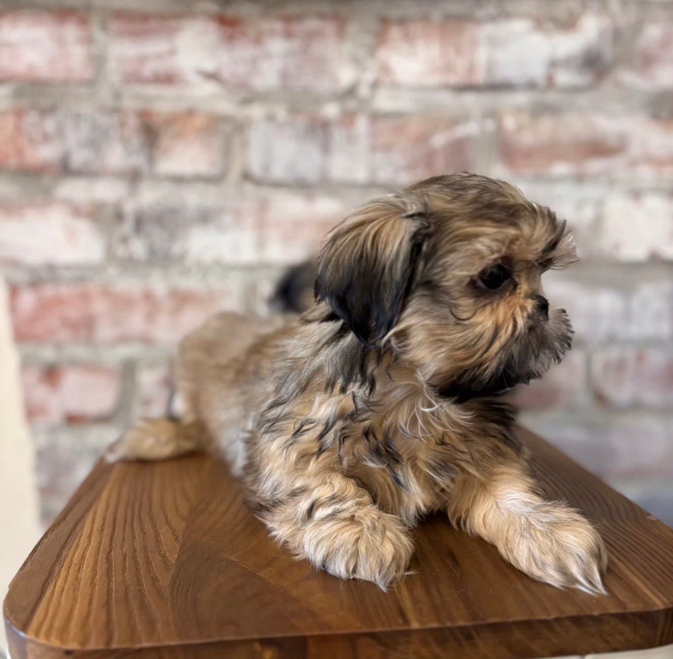 Shih Tzu – The Perfect Companion - Image 3