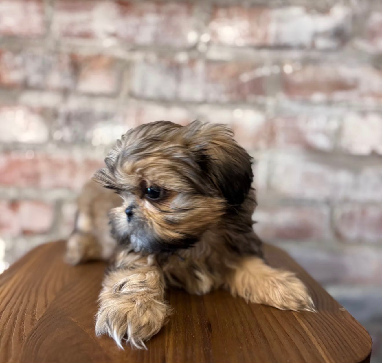 Shih Tzu – The Perfect Companion - Image 4